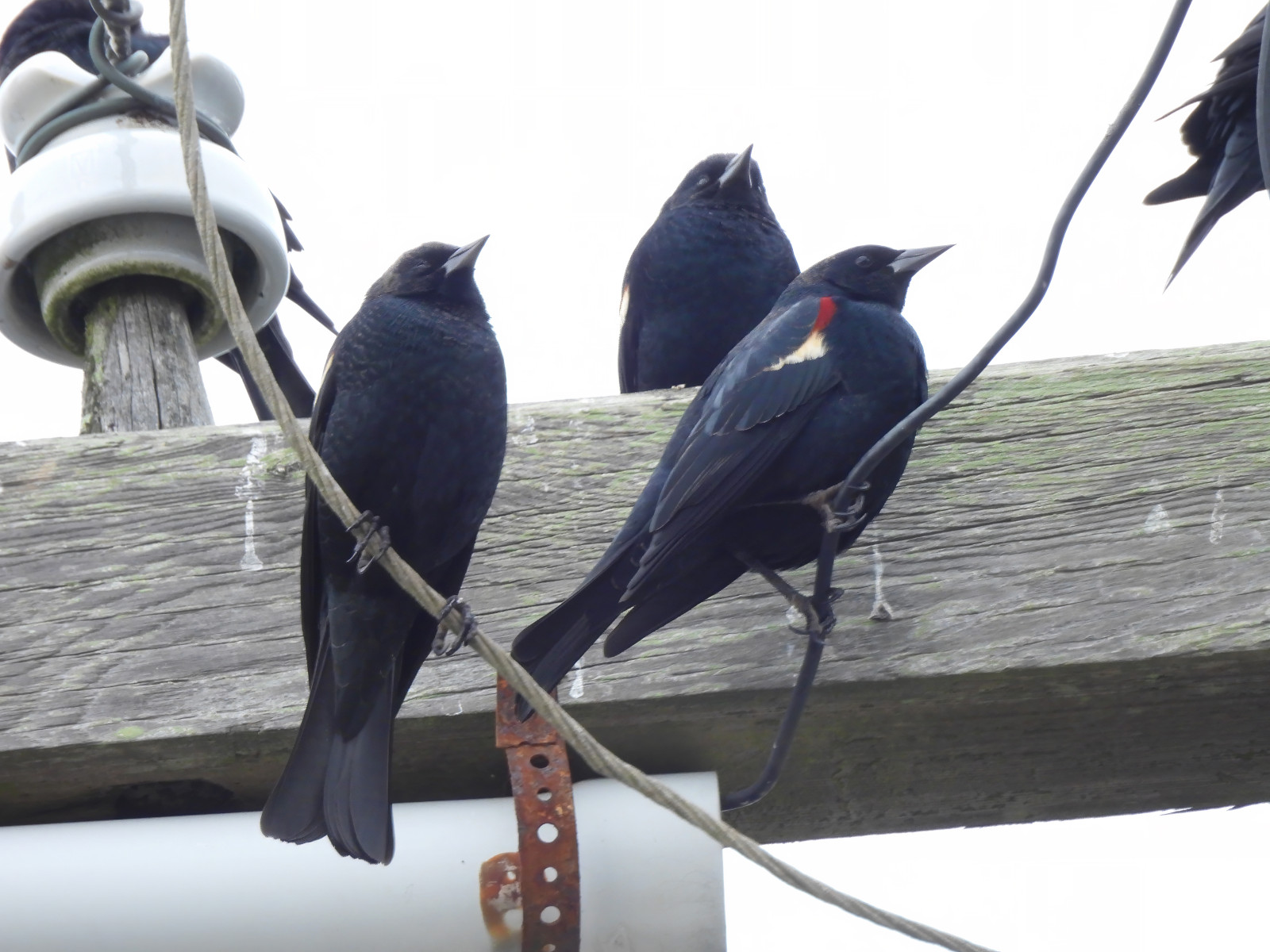 image Tricolored Blackbird